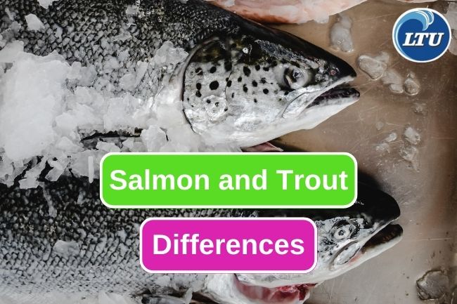 5 Main Differences Between Salmon and Trout